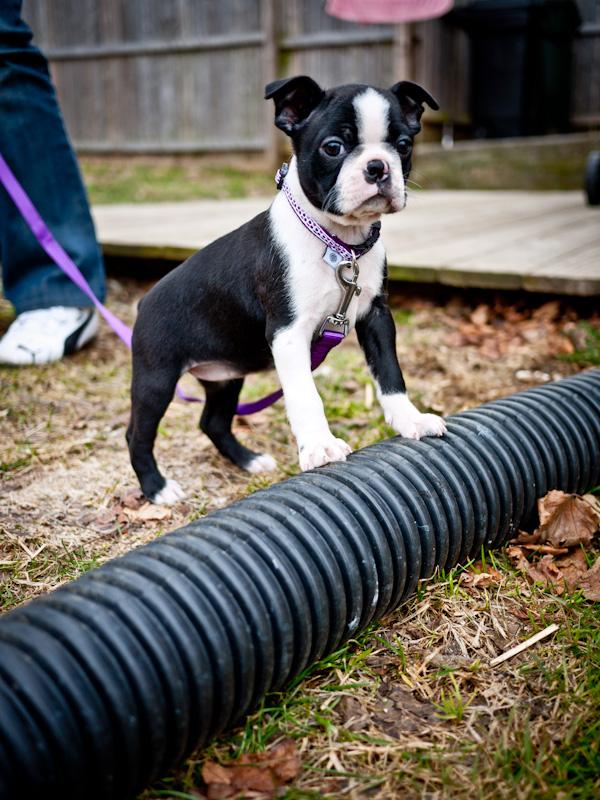 Meet Pixel!